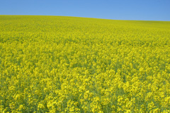 Hay Field biofuel boiler costs
